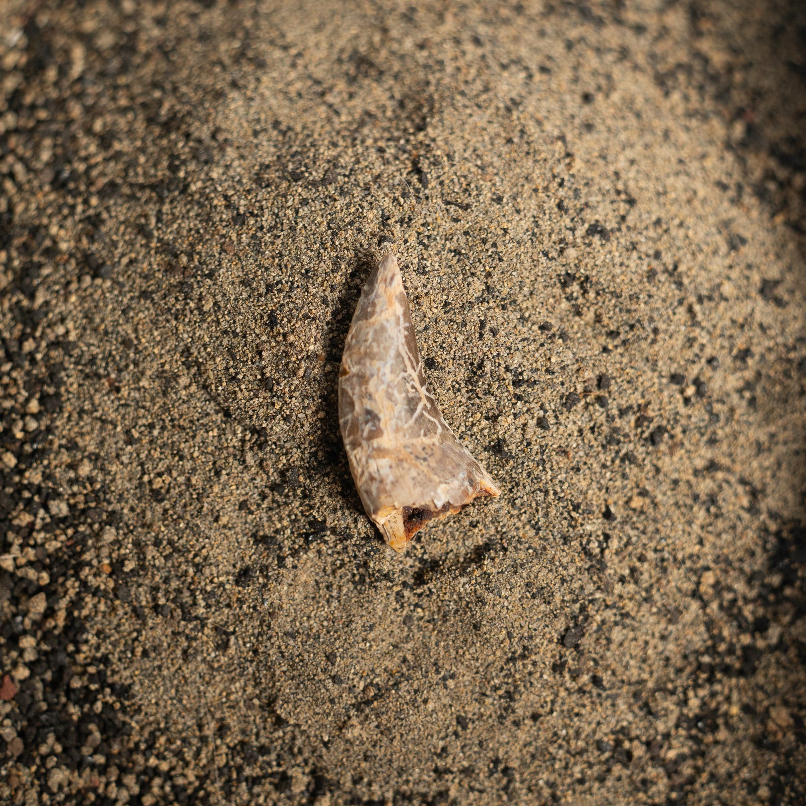 Nanotyrannus Tooth, 24 mm long - Cretaceous Period - 68 to 66 MYA - Montana, USA
