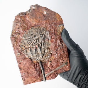 Fossil Crinoid Plate (Scyphocrinites), 6.5 inches - Silurian Period - 423 to 419.2 MYA - Morocco