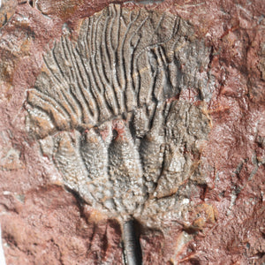 Fossil Crinoid Plate (Scyphocrinites), 6.5 inches - Silurian Period - 423 to 419.2 MYA - Morocco