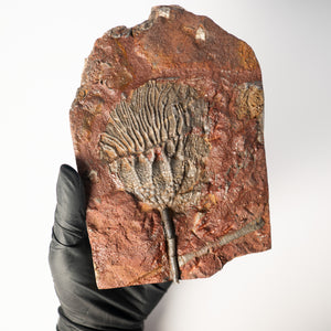 Fossil Crinoid Plate (Scyphocrinites), 6.5 inches - Silurian Period - 423 to 419.2 MYA - Morocco