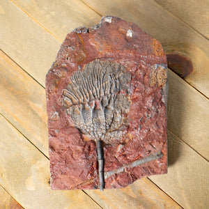 Fossil Crinoid Plate (Scyphocrinites), 6.5 inches - Silurian Period - 423 to 419.2 MYA - Morocco