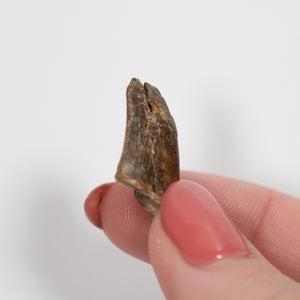 Allosaurus Tooth, 19mm - Jurassic Period - 155 to 145 MYA - Wyoming, USA
