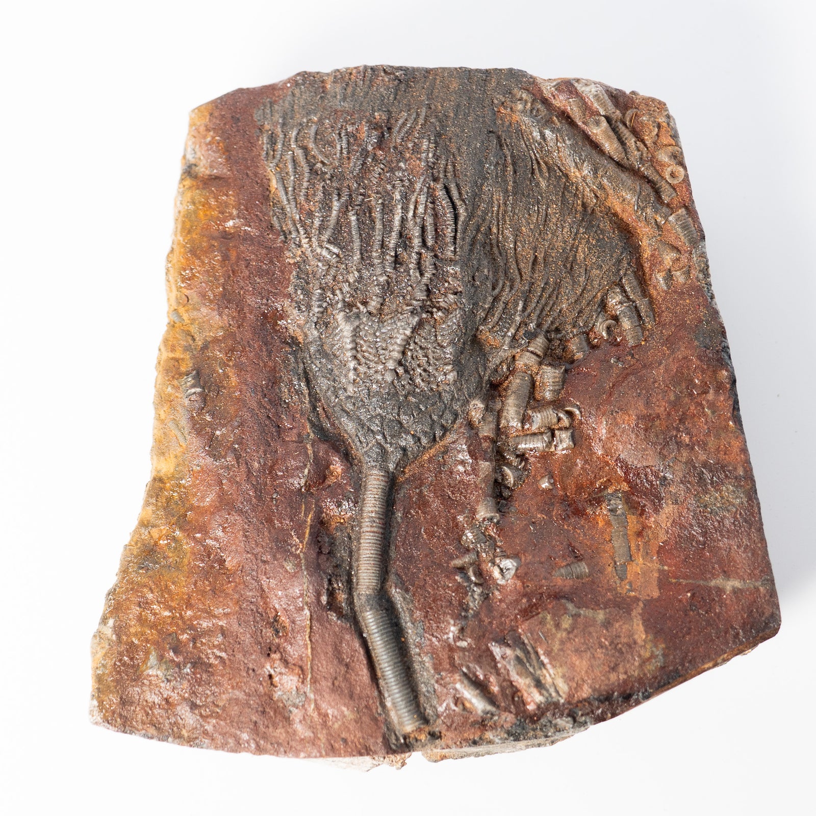 Fossil Crinoid Plate (Scyphocrinites), 5.5 inches - Silurian Period - 423 to 419.2 MYA - Morocco