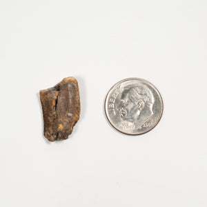 Allosaurus Tooth, 19mm - Jurassic Period - 155 to 145 MYA - Wyoming, USA