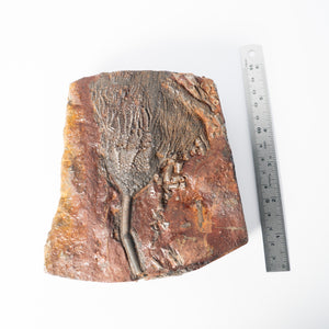 Fossil Crinoid Plate (Scyphocrinites), 5.5 inches - Silurian Period - 423 to 419.2 MYA - Morocco