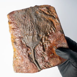 Fossil Crinoid Plate (Scyphocrinites), 5.5 inches - Silurian Period - 423 to 419.2 MYA - Morocco