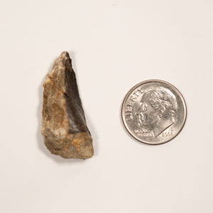 Allosaurus Tooth, 30 mm - Jurassic Period - 155 to 145 MYA - Wyoming, USA