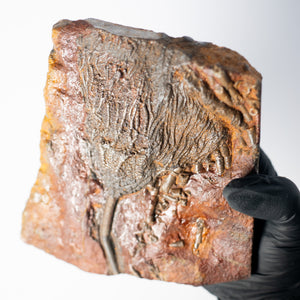 Fossil Crinoid Plate (Scyphocrinites), 5.5 inches - Silurian Period - 423 to 419.2 MYA - Morocco
