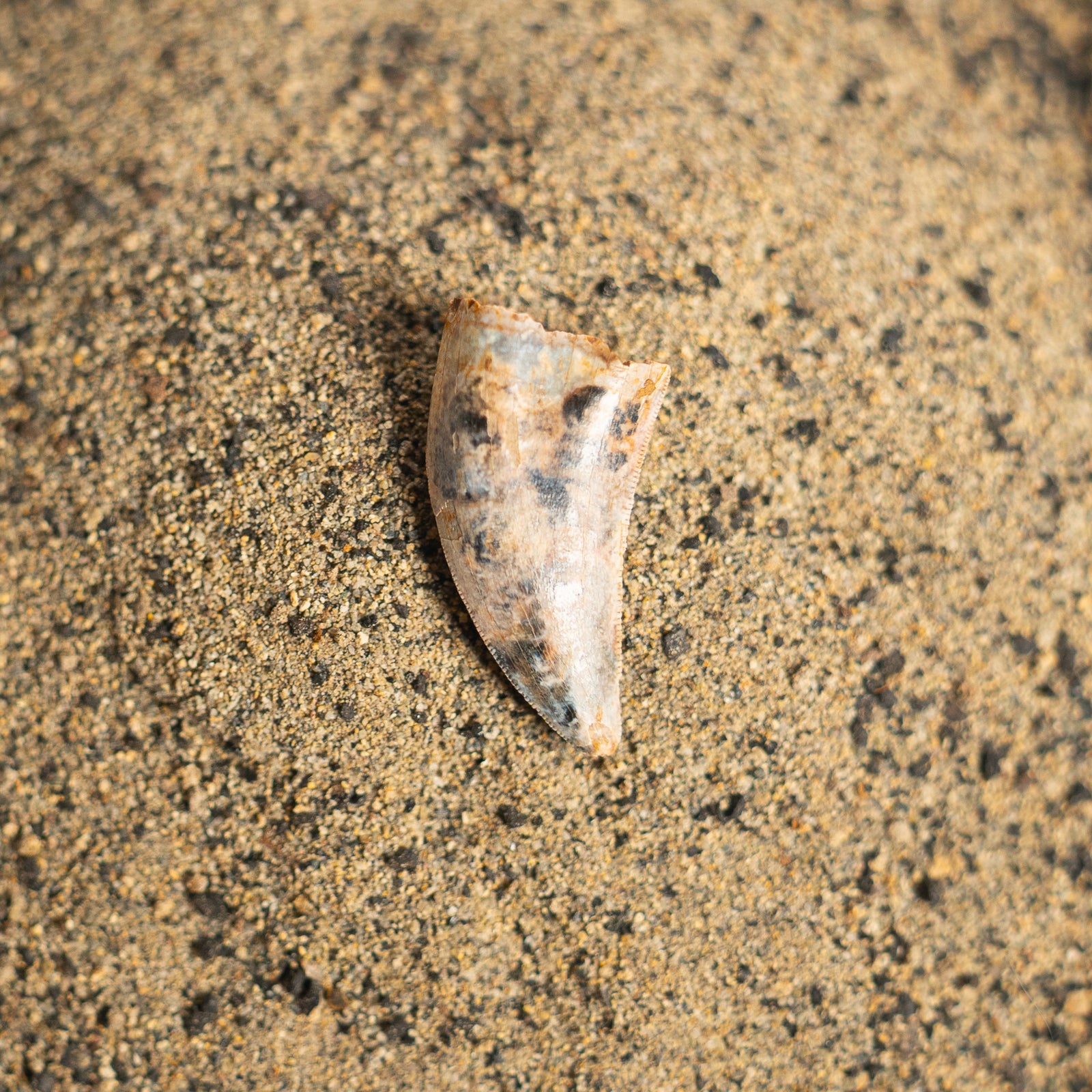 Nanotyrannus Tooth, 22 mm long - Cretaceous Period - 68 to 66 MYA - Montana, USA