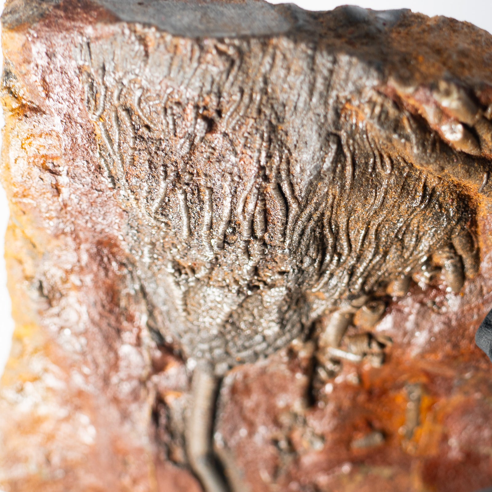 Fossil Crinoid Plate (Scyphocrinites), 5.5 inches - Silurian Period - 423 to 419.2 MYA - Morocco