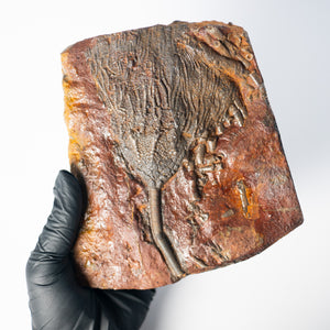 Fossil Crinoid Plate (Scyphocrinites), 5.5 inches - Silurian Period - 423 to 419.2 MYA - Morocco