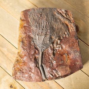 Fossil Crinoid Plate (Scyphocrinites), 5.5 inches - Silurian Period - 423 to 419.2 MYA - Morocco