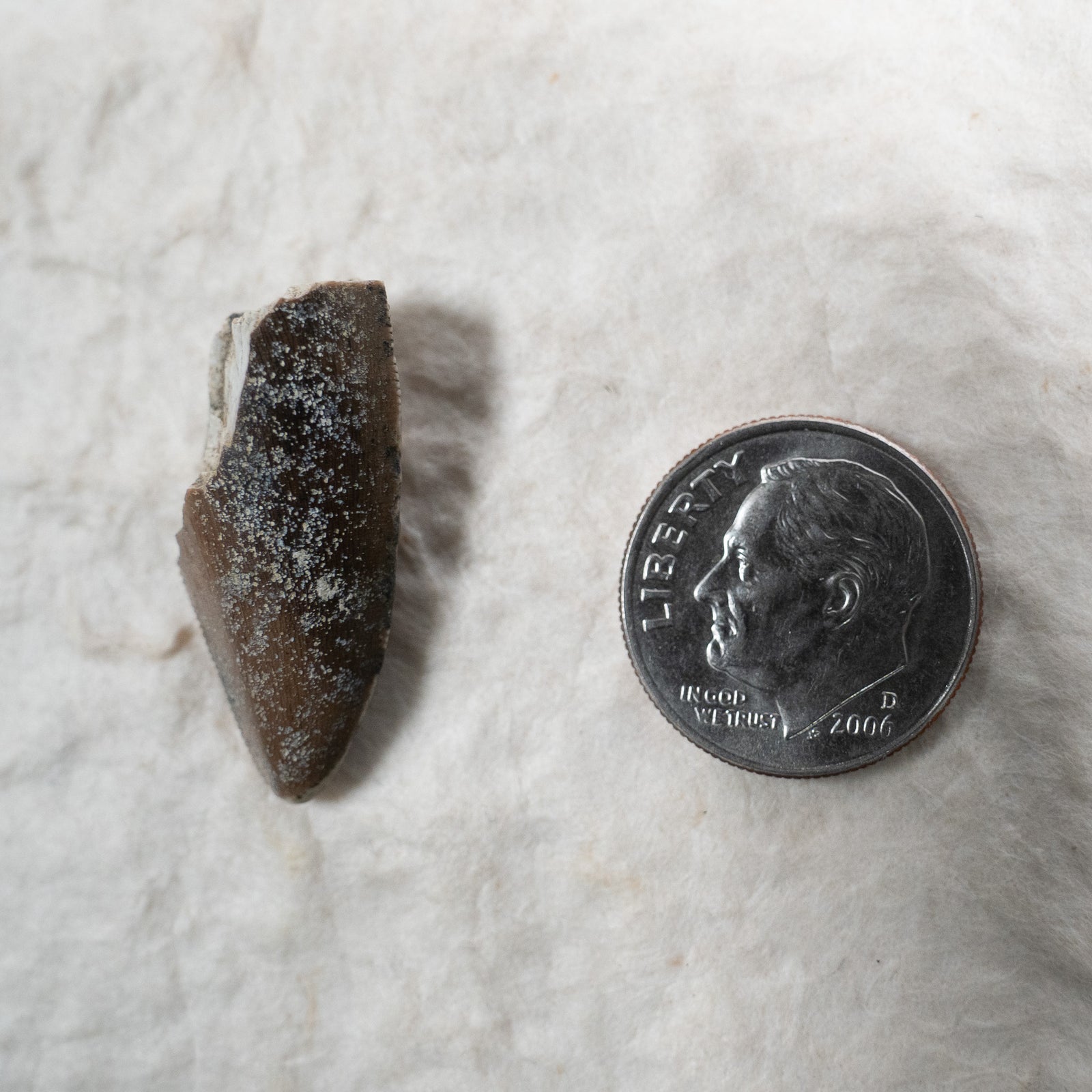 Majungasaurus Tooth 26mm - Cretaceous Period - 70 to 66 MYA - Madagascar
