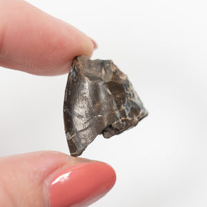 Allosaurus Tooth, 20 mm - Jurassic Period - 155 to 145 MYA - Wyoming, USA
