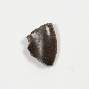 Allosaurus Tooth, 13 mm - Jurassic Period - 155 to 145 MYA - Wyoming, USA