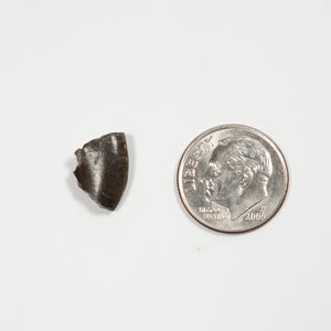 Allosaurus Tooth, 13 mm - Jurassic Period - 155 to 145 MYA - Wyoming, USA