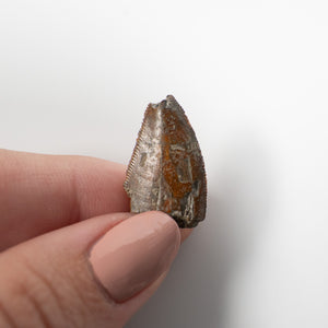 Majungasaurus Tooth 22mm - Cretaceous Period - 70 to 66 MYA - Madagascar