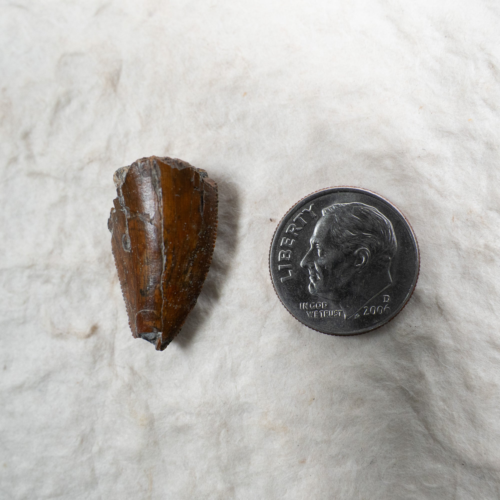 Majungasaurus Tooth 22mm - Cretaceous Period - 70 to 66 MYA - Madagascar