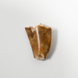 Majungasaurus Tooth 18mm - Cretaceous Period - 70 to 66 MYA - Madagascar