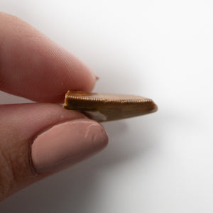 Majungasaurus Tooth 18mm - Cretaceous Period - 70 to 66 MYA - Madagascar