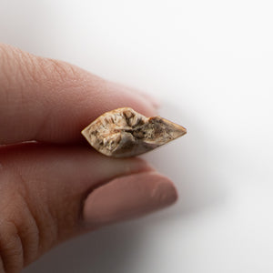 Majungasaurus Tooth 18mm - Cretaceous Period - 70 to 66 MYA - Madagascar