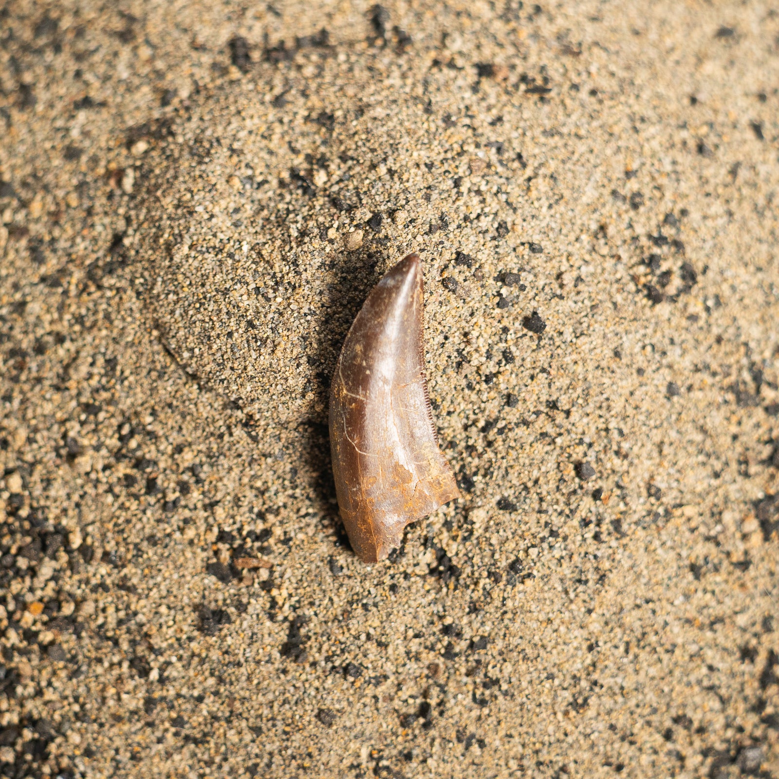Nanotyrannus Tooth, 23 mm long - Cretaceous Period - 68 to 66 MYA - Montana, USA