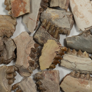 Leptomeryx (Deer) Jaw Fragment - White River Formation USA - Miocene - 30 to 33 MYA
