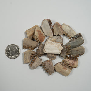 Leptomeryx (Deer) Jaw Fragment - White River Formation USA - Miocene - 30 to 33 MYA
