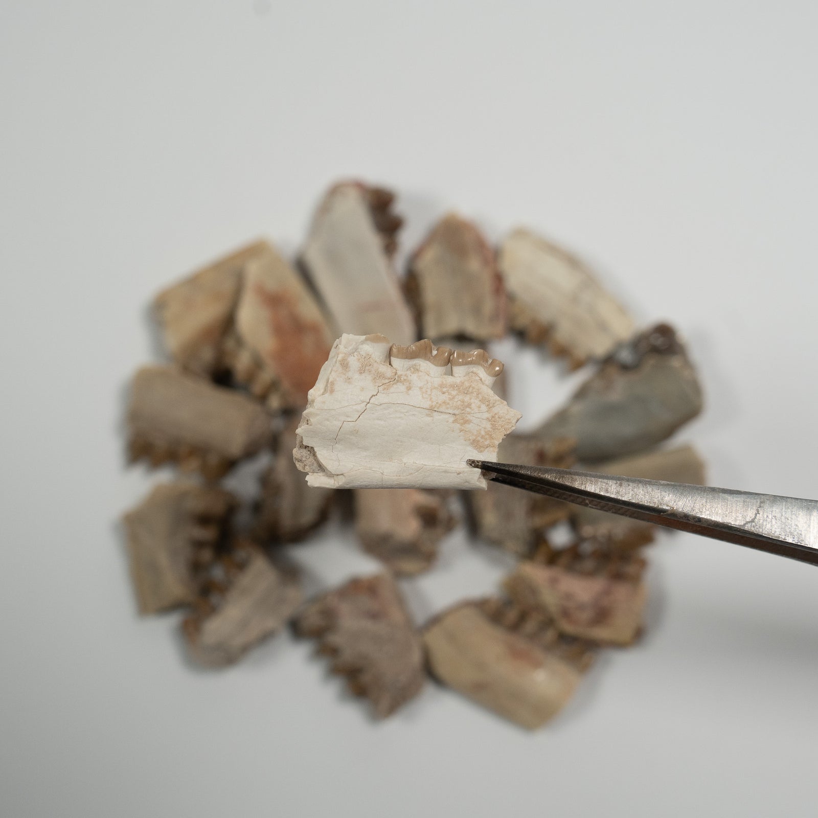 Leptomeryx (Deer) Jaw Fragment - White River Formation USA - Miocene - 30 to 33 MYA