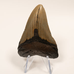 Large Megalodon Tooth, 8 cm long - Miocene Epoch - 23 to 3.6 MYA - Southeastern U.S