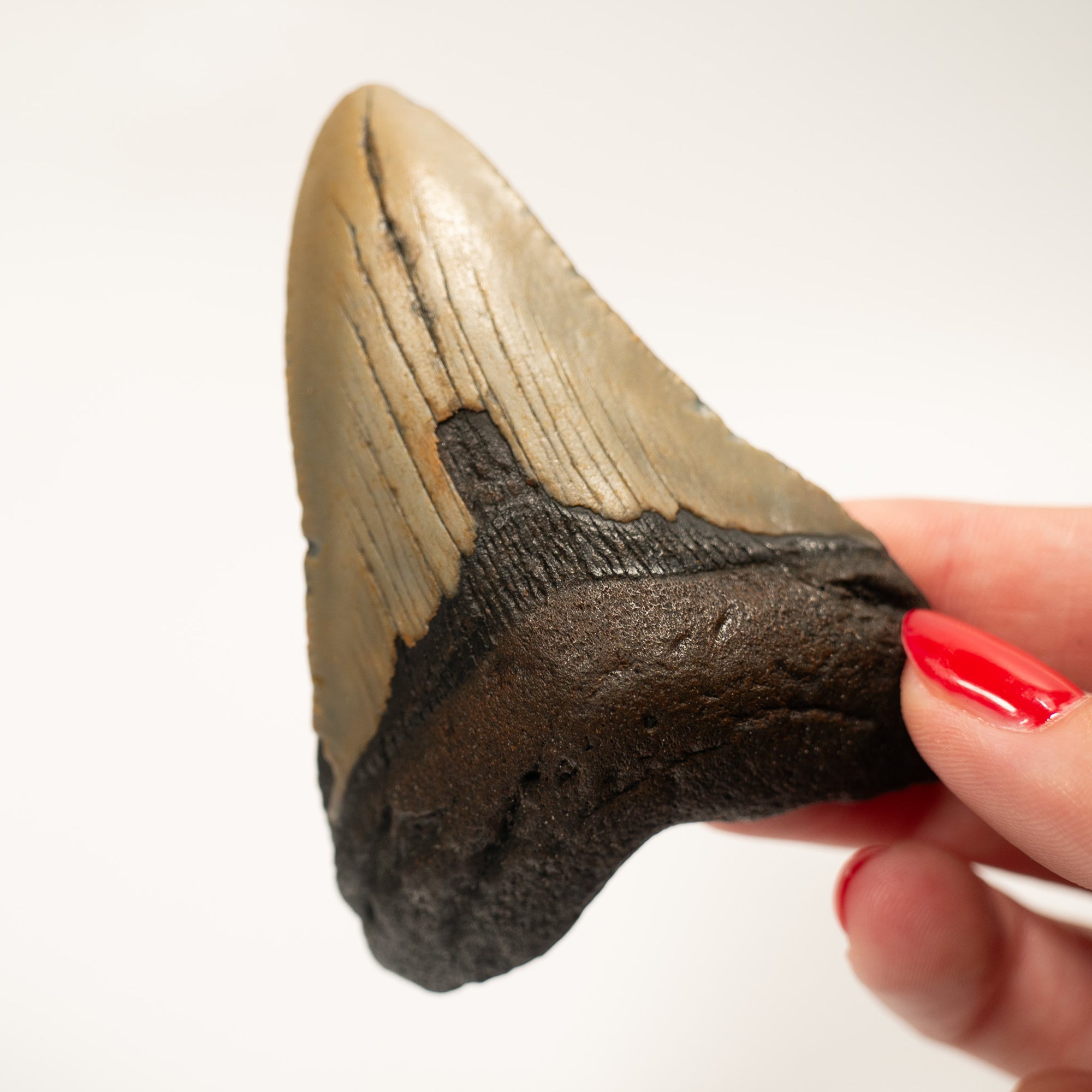 Large Megalodon Tooth, 8 cm long - Miocene Epoch - 23 to 3.6 MYA - Southeastern U.S