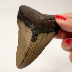 Large Megalodon Tooth, 8 cm long - Miocene Epoch - 23 to 3.6 MYA - Southeastern U.S