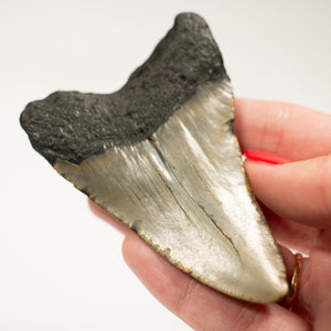 Large Megalodon Tooth, 8 cm long - Miocene Epoch - 23 to 3.6 MYA - Southeastern U.S