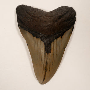 Large Megalodon Tooth, 8 cm long - Miocene Epoch - 23 to 3.6 MYA - Southeastern U.S