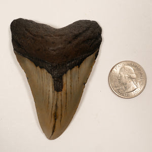 Large Megalodon Tooth, 8 cm long - Miocene Epoch - 23 to 3.6 MYA - Southeastern U.S