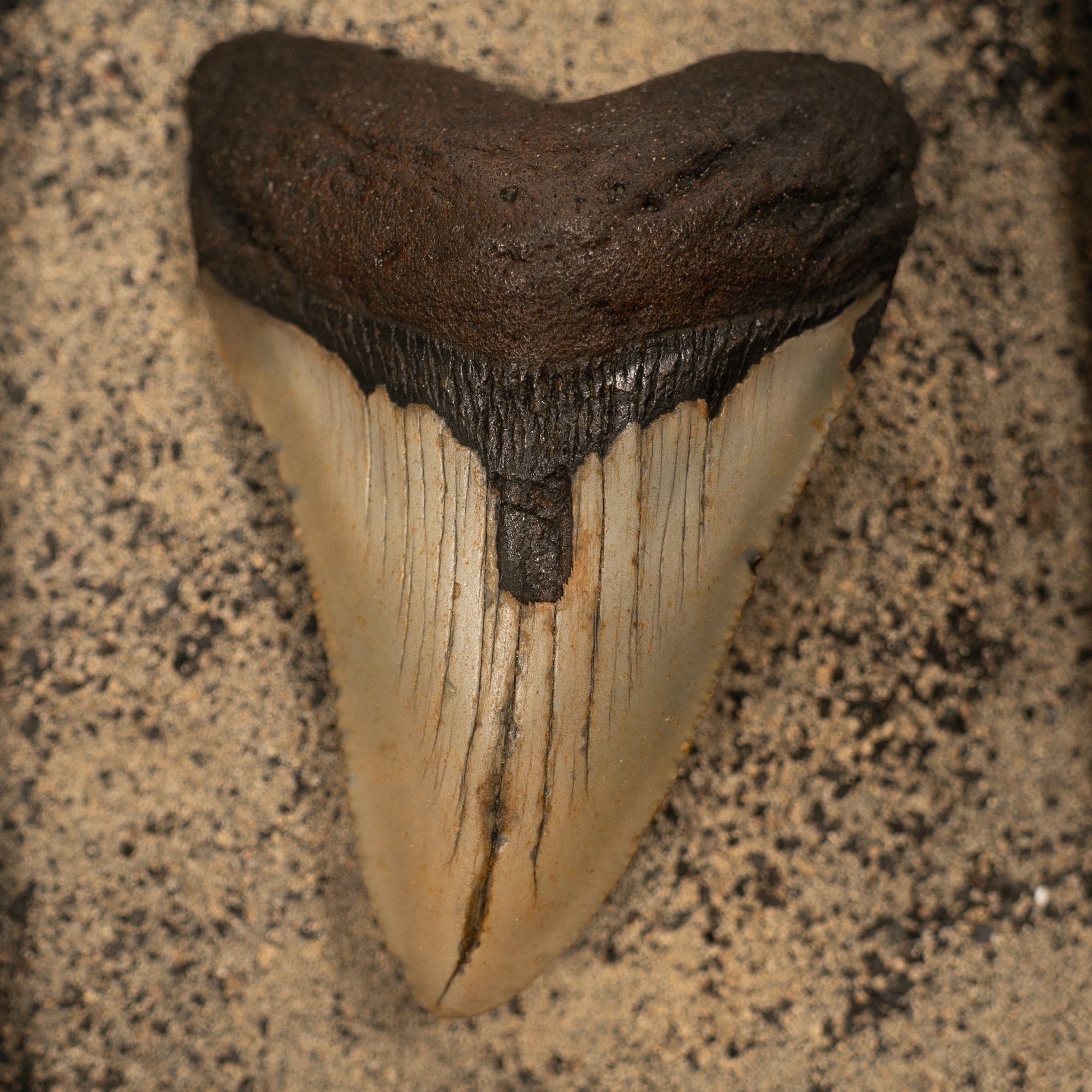 Large Megalodon Tooth, 8 cm long - Miocene Epoch - 23 to 3.6 MYA - Southeastern U.S