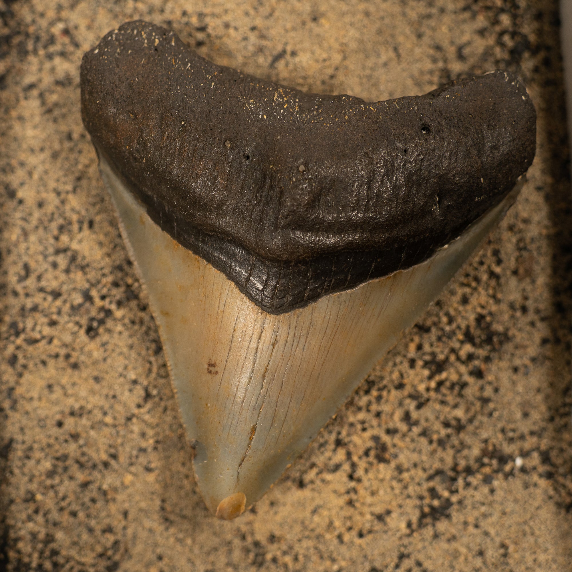 Large Megalodon Tooth, 8 cm long - Miocene Epoch - 23 to 3.6 MYA - Southeastern U.S.