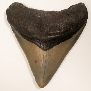 Large Megalodon Tooth, 8 cm long - Miocene Epoch - 23 to 3.6 MYA - Southeastern U.S.