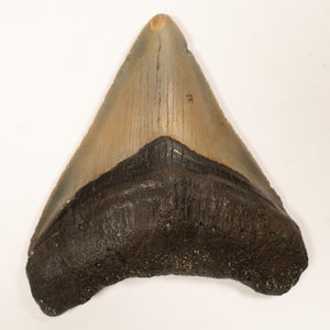 Large Megalodon Tooth, 8 cm long - Miocene Epoch - 23 to 3.6 MYA - Southeastern U.S.