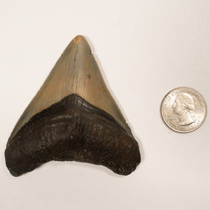 Large Megalodon Tooth, 8 cm long - Miocene Epoch - 23 to 3.6 MYA - Southeastern U.S.