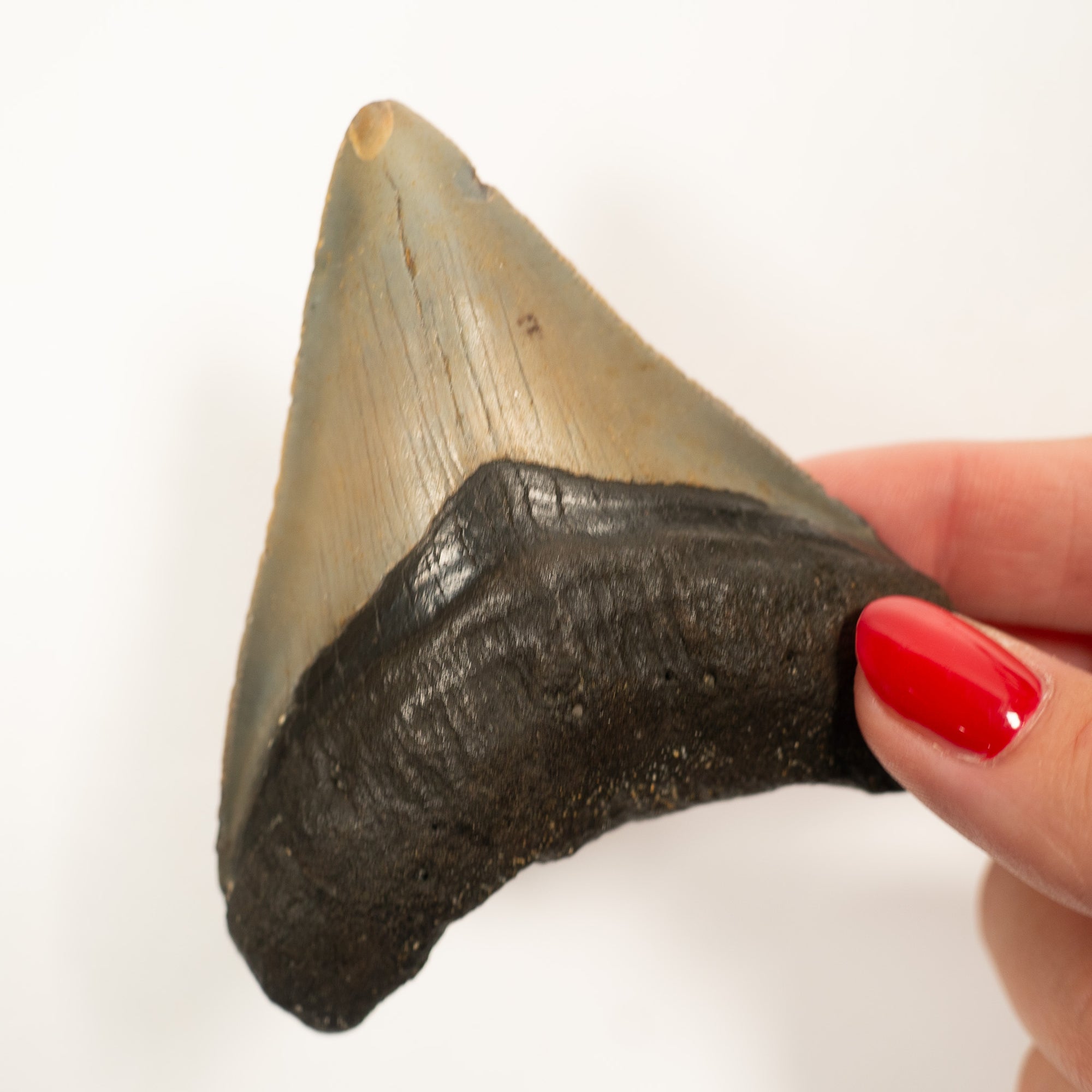 Large Megalodon Tooth, 8 cm long - Miocene Epoch - 23 to 3.6 MYA - Southeastern U.S.