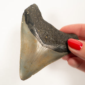 Large Megalodon Tooth, 8 cm long - Miocene Epoch - 23 to 3.6 MYA - Southeastern U.S.