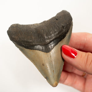 Large Megalodon Tooth, 8 cm long - Miocene Epoch - 23 to 3.6 MYA - Southeastern U.S.