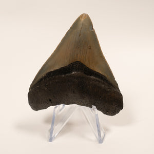 Large Megalodon Tooth, 8 cm long - Miocene Epoch - 23 to 3.6 MYA - Southeastern U.S.