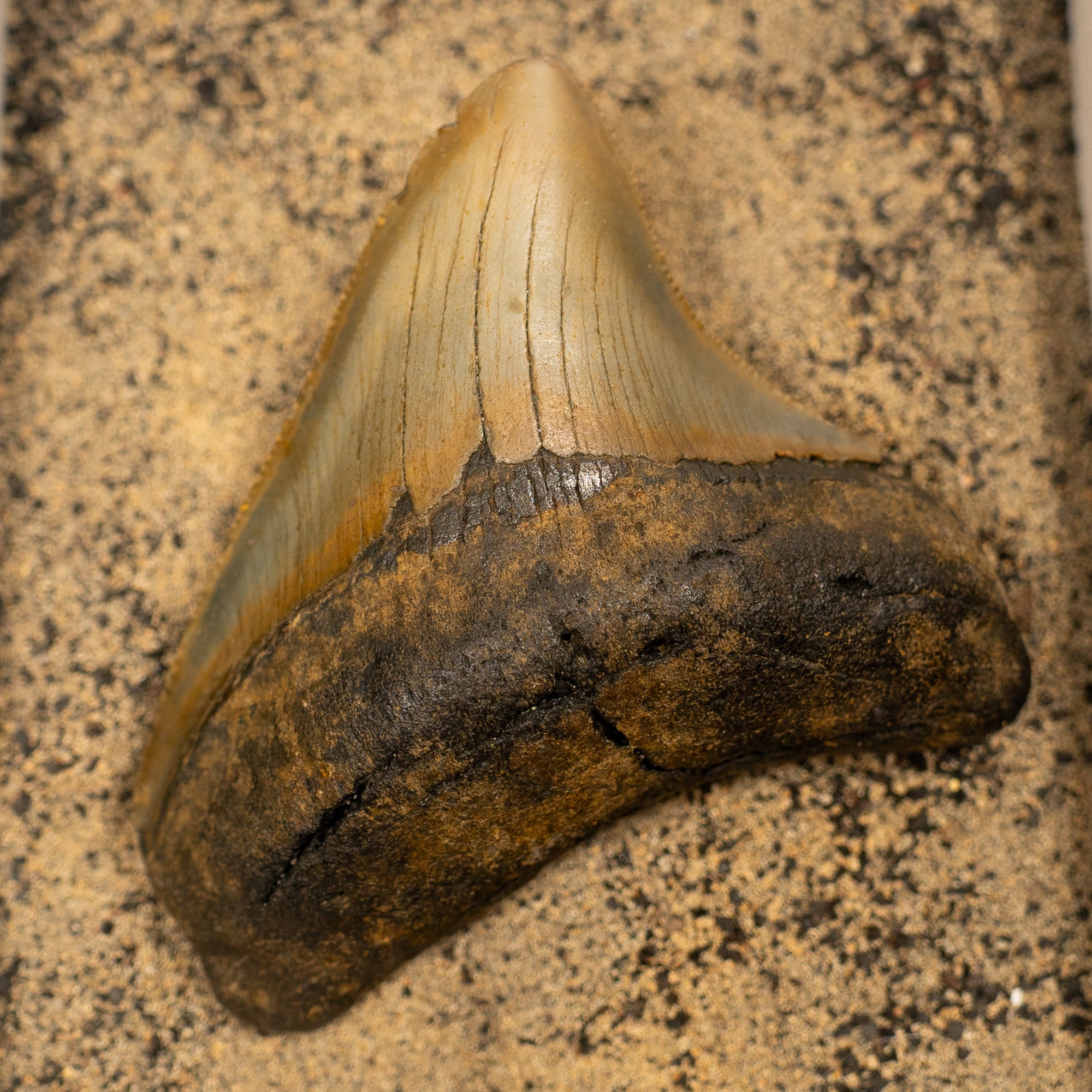 Large Megalodon Tooth, 6.5 cm long - Miocene Epoch - 23 to 3.6 MYA - Southeastern U.S.