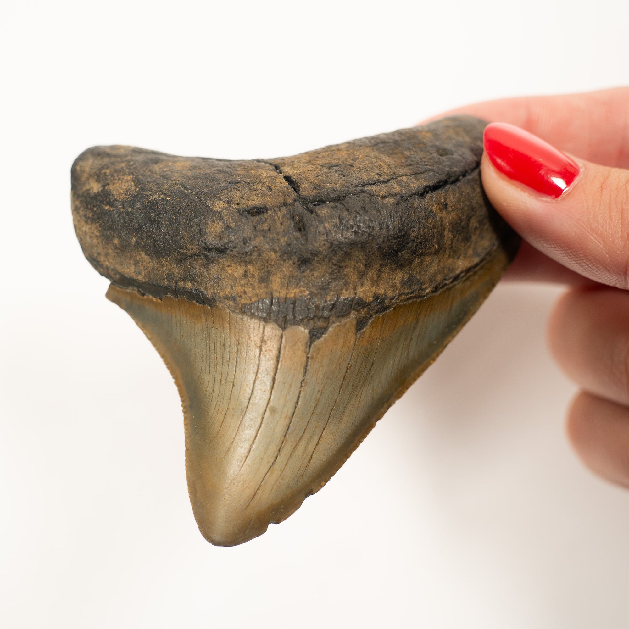 Large Megalodon Tooth, 6.5 cm long - Miocene Epoch - 23 to 3.6 MYA - Southeastern U.S.