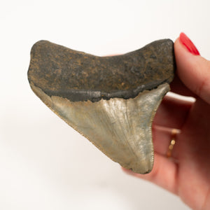 Large Megalodon Tooth, 6.5 cm long - Miocene Epoch - 23 to 3.6 MYA - Southeastern U.S.