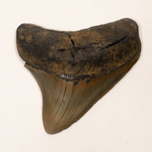 Large Megalodon Tooth, 6.5 cm long - Miocene Epoch - 23 to 3.6 MYA - Southeastern U.S.