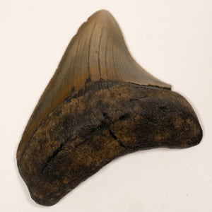 Large Megalodon Tooth, 6.5 cm long - Miocene Epoch - 23 to 3.6 MYA - Southeastern U.S.