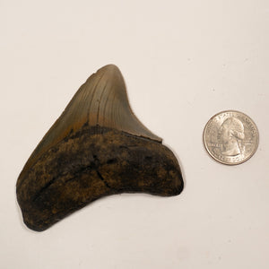 Large Megalodon Tooth, 6.5 cm long - Miocene Epoch - 23 to 3.6 MYA - Southeastern U.S.